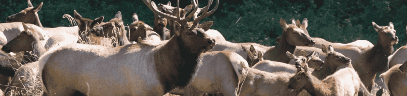 Top 7 Tips to Plan a Getaway to Estes Park