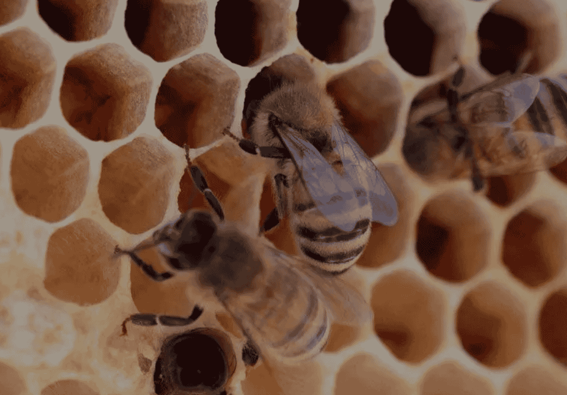 How to Choose the Best Honey Company and Honey Products How to Choose the Best Honey Company and Honey Products