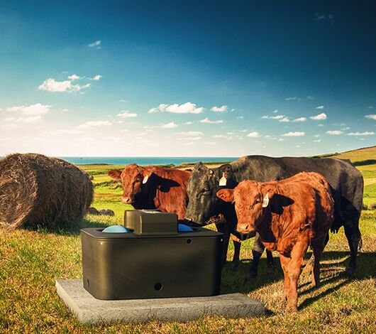 The Ultimate Guide to Livestock Waterers: Types, Benefits, and Maintenance Tips