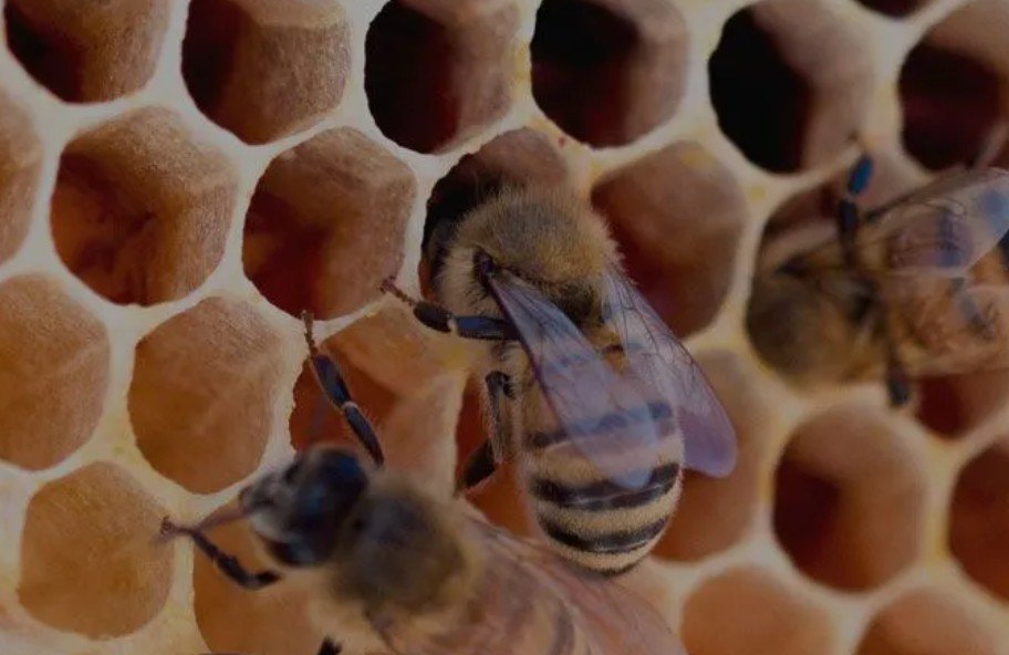 The Ultimate Guide to Raw Wildflower Honey and Bee Pollen